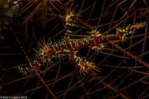 Ghost pipefish by Kyle Castelyn 